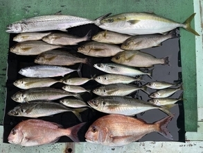 【釣果速報】船上にマダイ・マアジなどオールスター大集結！64cmの良型サゴシも！和歌山県淡隆丸なら色んな釣りが一度に楽しめます！