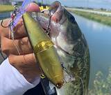 「L-バス ウェイクライダーは2024年新登場のジョイント式ウェイクベイト！」の画像2