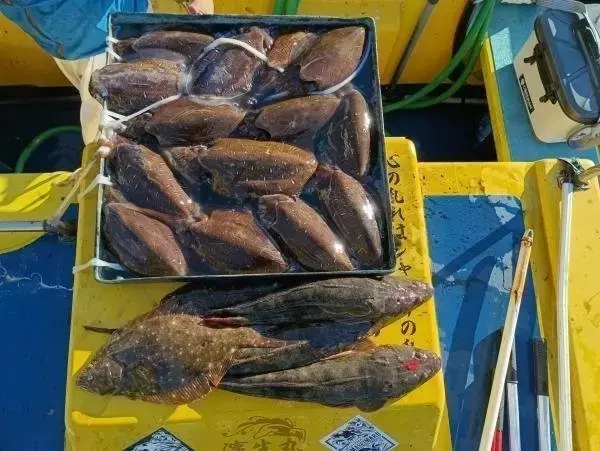 【釣果速報】注目のカミナリイカ釣れた！他スミイカ・アオリイカも釣れ、お土産に！あなたも神奈川県濱生丸でカミナリイカを狙おう！