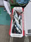 「【釣果速報】茨城県日立丸でワラサ、ヒラマサ、イナダなどゲット！青物好調！この勢いに今すぐ乗ろう！」の画像3