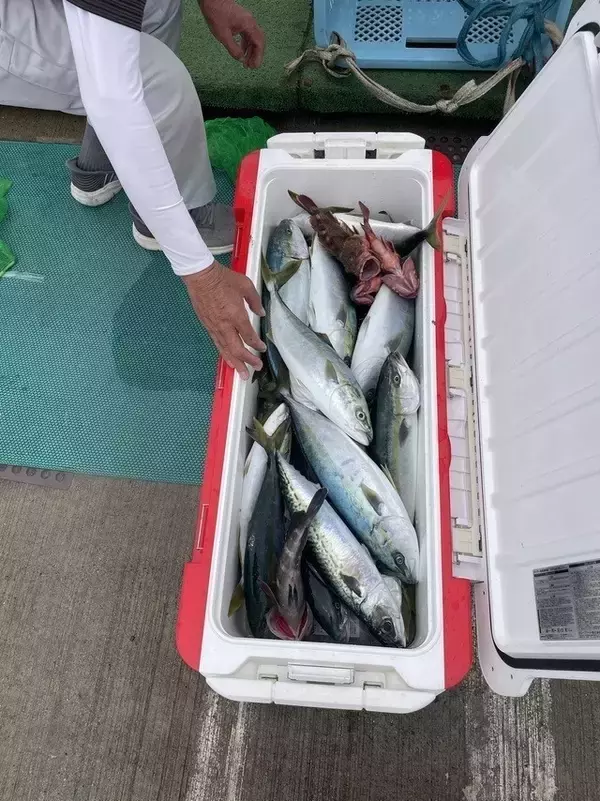 「【釣果速報】茨城県日立丸でワラサ、ヒラマサ、イナダなどゲット！青物好調！この勢いに今すぐ乗ろう！」の画像