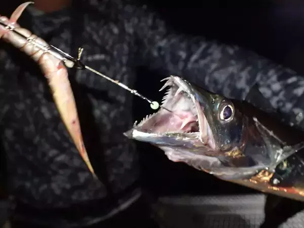 「超簡単太刀魚釣り！誰でもできる前西流。波止タチウオはライトテンヤがオススメな理由」の画像