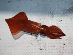 イカ釣りにおけるスッテは光が超重要 釣果アップに導く光のコントロール術とは 22年2月日 エキサイトニュース