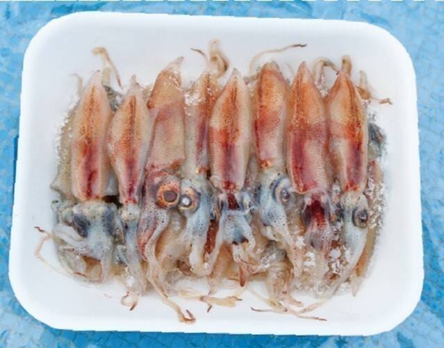 良型主体で食い活発！日立沖のアマダイ好調