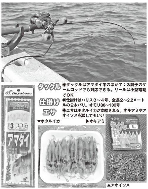 良型主体で食い活発！日立沖のアマダイ好調