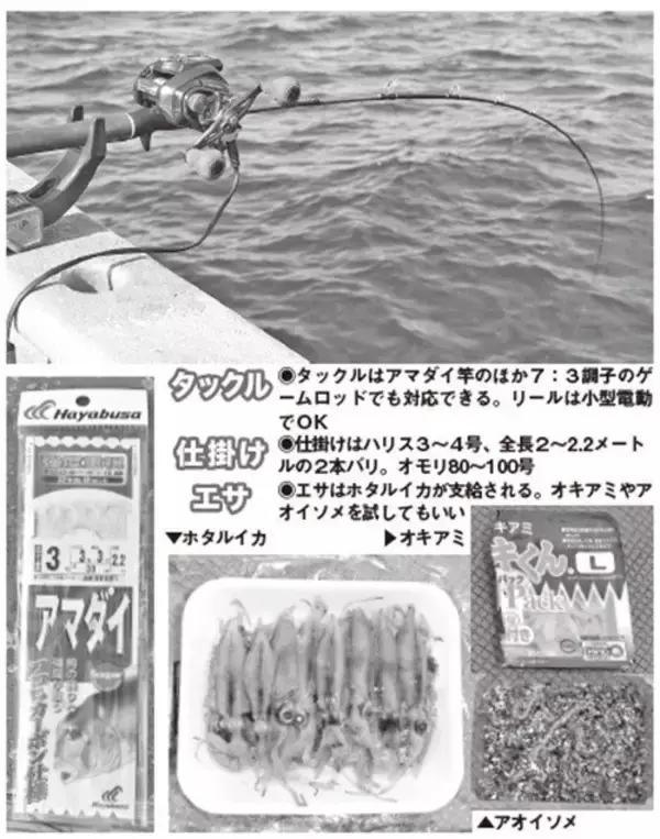 「良型主体で食い活発！日立沖のアマダイ好調」の画像