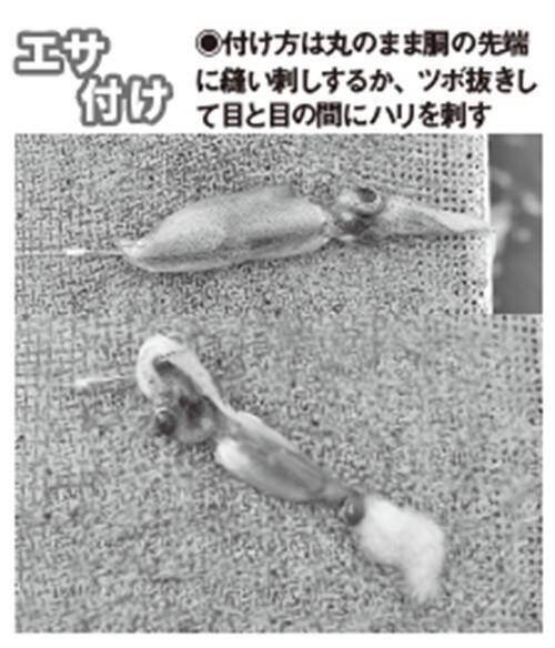 良型主体で食い活発！日立沖のアマダイ好調