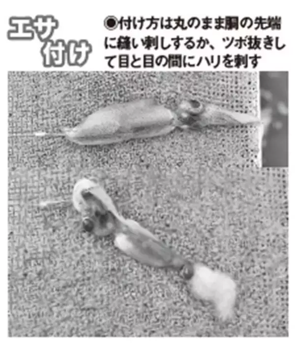 「良型主体で食い活発！日立沖のアマダイ好調」の画像