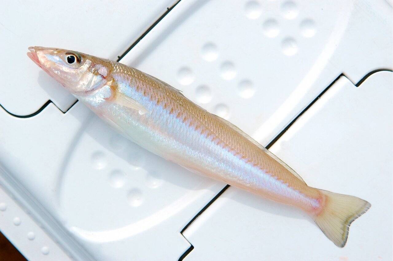 キス釣りを楽しみたい！釣れる時期や釣り方・おすすめタックルをピックアップ