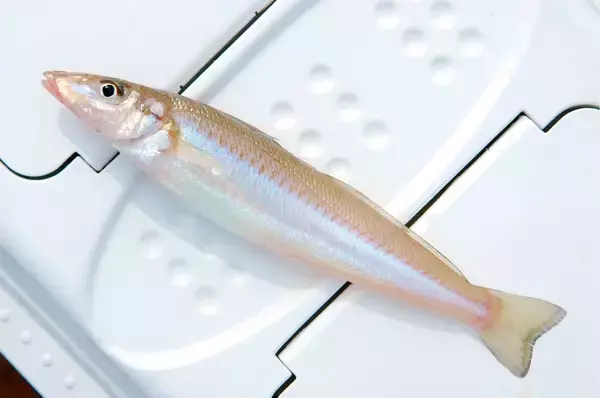 「キス釣りを楽しみたい！釣れる時期や釣り方・おすすめタックルをピックアップ」の画像