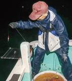 「ファン待望の好シーズン　沼津沖の夜ムギイカ好発進」の画像1