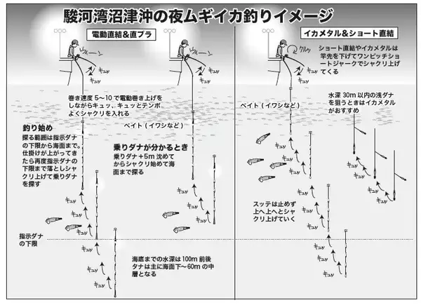 「ファン待望の好シーズン　沼津沖の夜ムギイカ好発進」の画像