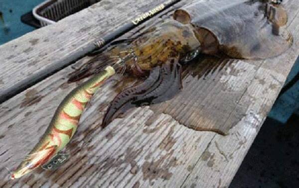 初心者におすすめのエギってどれなの 選び方や使い方も詳しくチェック 21年8月28日 エキサイトニュース