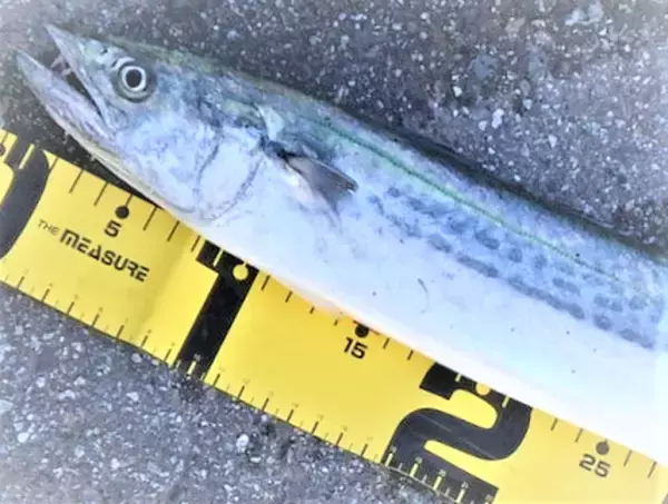 「サゴシっていつ釣ればいいの！おすすめの釣り方&ルアー特集」の画像