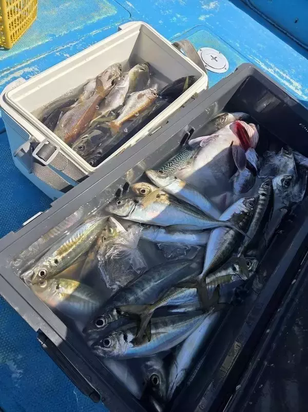 【釣果速報】アジ釣りで堅実に数伸ばし竿頭53匹達成！最大40cmと型も文句なしの好釣果！神奈川県ちがさき丸は良型アジの宝庫！？