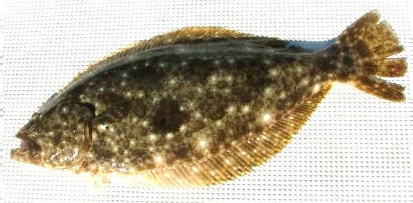 サーフゲームでビッグフィッシュを釣りたい！秋におすすめの釣り方をチェック