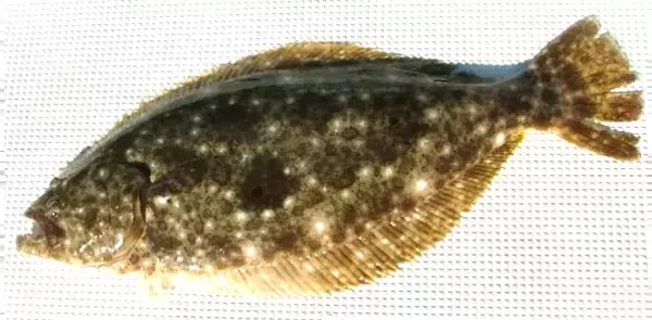 「サーフゲームでビッグフィッシュを釣りたい！秋におすすめの釣り方をチェック」の画像