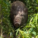 「池や渓流でイノシシに遭遇してしまった！どう対処すればいいの？」の画像1