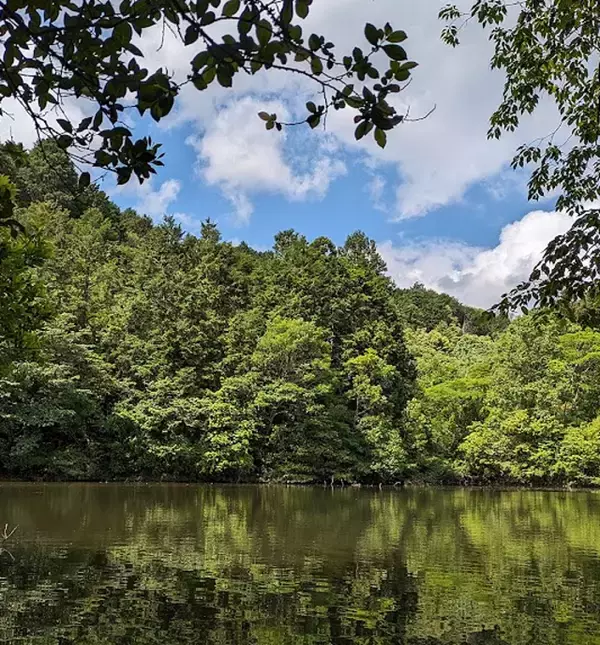 「池や渓流でイノシシに遭遇してしまった！どう対処すればいいの？」の画像