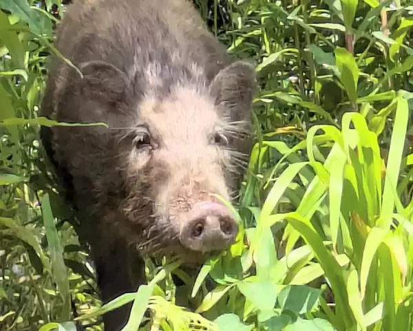「池や渓流でイノシシに遭遇してしまった！どう対処すればいいの？」の画像