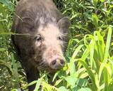 「池や渓流でイノシシに遭遇してしまった！どう対処すればいいの？」の画像7