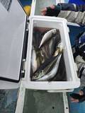 「【釣果速報】神奈川県ちがさき丸のアジの釣果がバズってる！竿頭56匹！釣れすぎて笑いが止まらない釣行を体験してみませんか？」の画像1