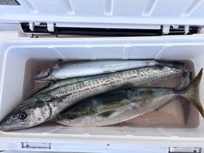 【釣果速報】兵庫県西海 SALT WATERでハマチ・サワラがテンポ良く上がる！船長がこれから乗船する人にアドバイスを伝授！爆釣したい方は必見！