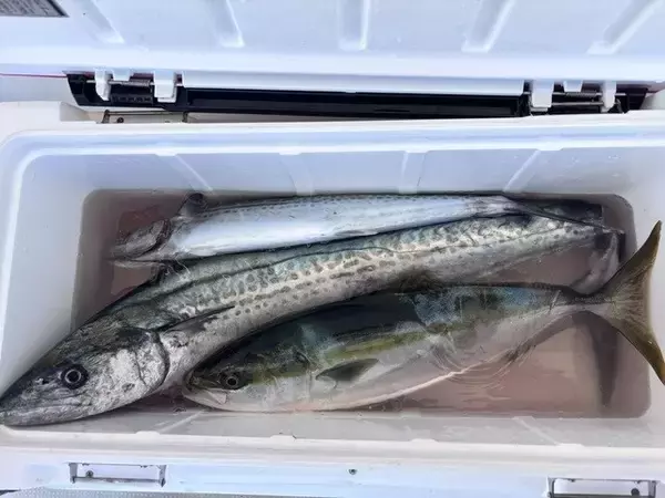【釣果速報】兵庫県西海 SALT WATERでハマチ・サワラがテンポ良く上がる！船長がこれから乗船する人にアドバイスを伝授！爆釣したい方は必見！
