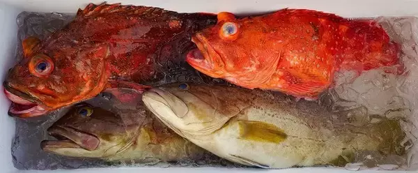 「【釣果速報】静岡県第8寿広丸でヒット連発＆ドデカい4.60kgイヤゴハタをゲット！自己記録更新を狙うなら今すぐ乗船だ！」の画像