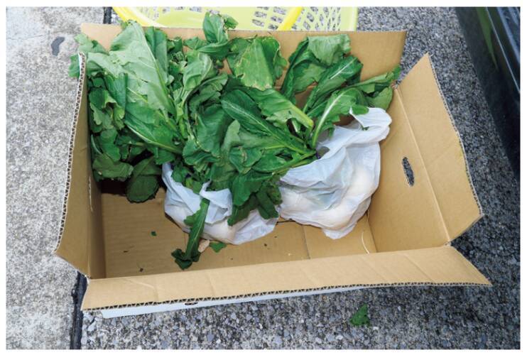 三浦半島長井荒崎港カワハギ