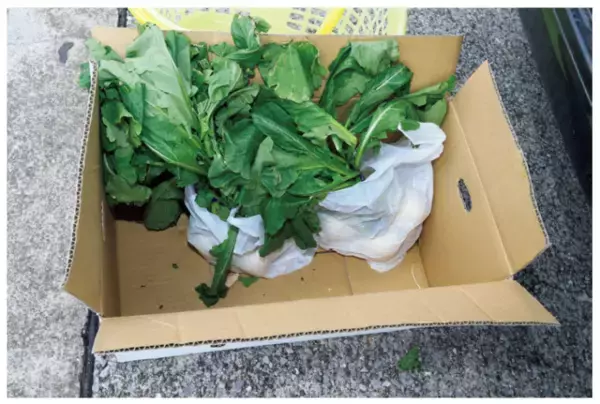 「三浦半島長井荒崎港カワハギ」の画像