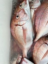 【釣果速報】千葉県第二新亀丸でハナダイ&クロメバルがGET！36cmの大型ハナダイもキャッチし船上は大盛り上がり！