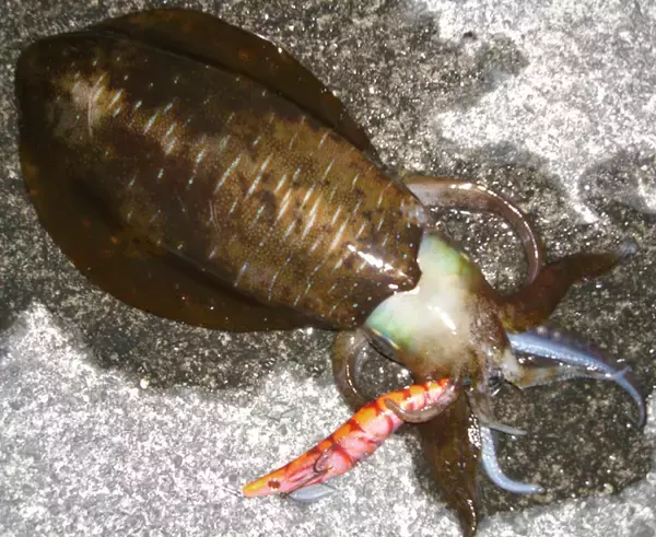 エギングのナイトゲーム攻略法！アオリイカは夜になるとどんな動きをするの？