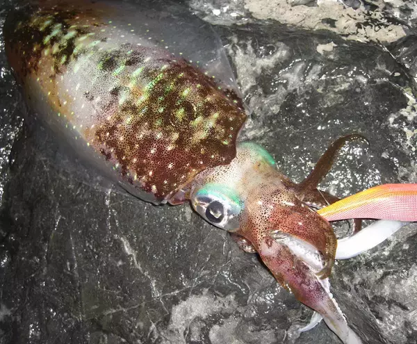 「エギングのナイトゲーム攻略法！アオリイカは夜になるとどんな動きをするの？」の画像