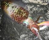 「エギングのナイトゲーム攻略法！アオリイカは夜になるとどんな動きをするの？」の画像8