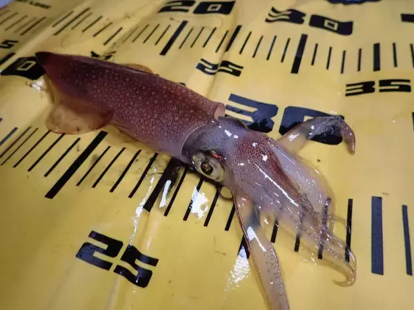 「京都・冠島周辺のイカメタルでヤリ＆ケンサキ完全攻略！乗り渋ればオモリグで入れ乗りも」の画像