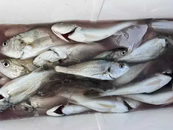 【釣果速報】神奈川県の金沢八景 黒川丸で良型アジのアタリ続く！イシモチも！家族や友達との釣りにもおすすめのターゲットです！