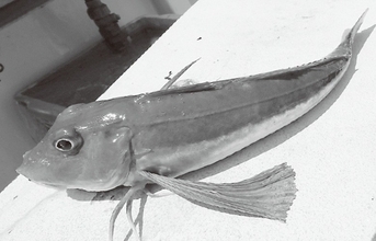 手軽に遊べる冬のお楽しみ　相模湾のホウボウジギング