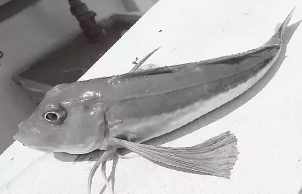 手軽に遊べる冬のお楽しみ　相模湾のホウボウジギング