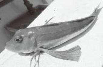 手軽に遊べる冬のお楽しみ　相模湾のホウボウジギング