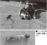 「外房大原の一つテンヤは浅場で数釣りモード継続中」の画像5