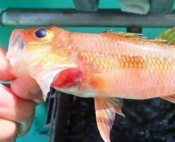 「ヒメコダイって知ってる？マダイ狙いで釣れる魚の習性や食べ方をチェック」の画像