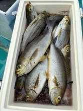 【釣果速報】和歌山県良栄丸でイサギ大漁！TOP41匹！イサギラッシュを体感しよう！