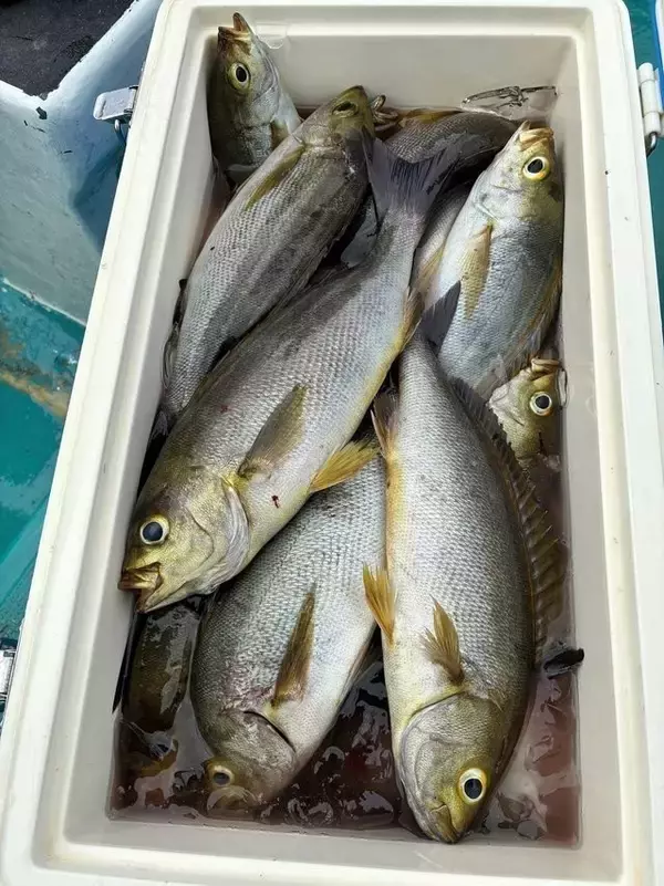 【釣果速報】和歌山県良栄丸でイサギ大漁！TOP41匹！イサギラッシュを体感しよう！