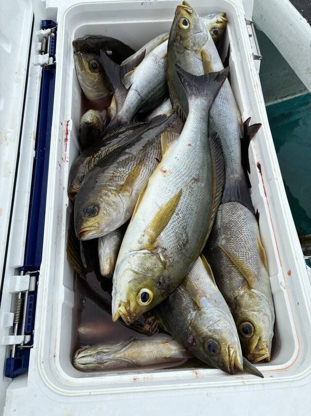 【釣果速報】和歌山県良栄丸でイサギ大漁！TOP41匹！イサギラッシュを体感しよう！