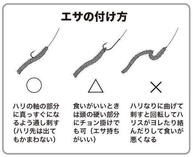 連日トップが束超え！　今年はキスも当たり年