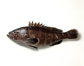 クエってどうやって釣ればいいの？釣り方や時期・おすすめタックルをピックアップ