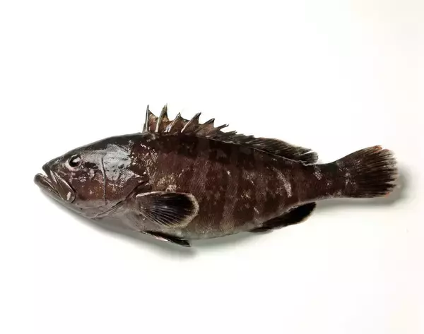 クエってどうやって釣ればいいの？釣り方や時期・おすすめタックルをピックアップ