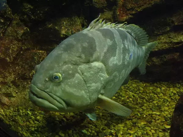 「クエってどうやって釣ればいいの？釣り方や時期・おすすめタックルをピックアップ」の画像