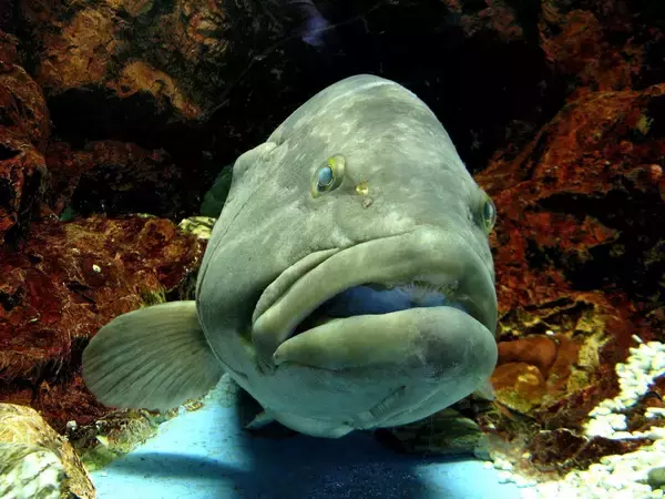 「クエってどうやって釣ればいいの？釣り方や時期・おすすめタックルをピックアップ」の画像